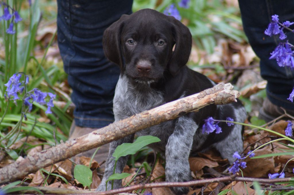 De beaudribos - Chiots disponibles - Chien d'arrêt allemand à poil dur