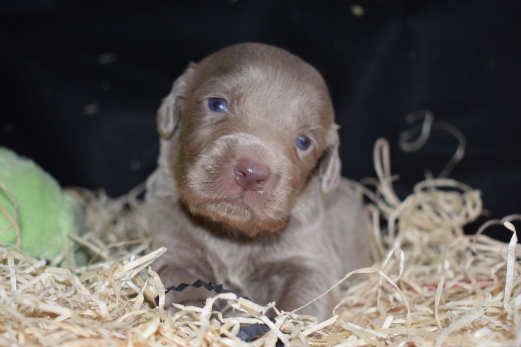 De beaudribos - Braque de Weimar - Portée née le 08/10/2020