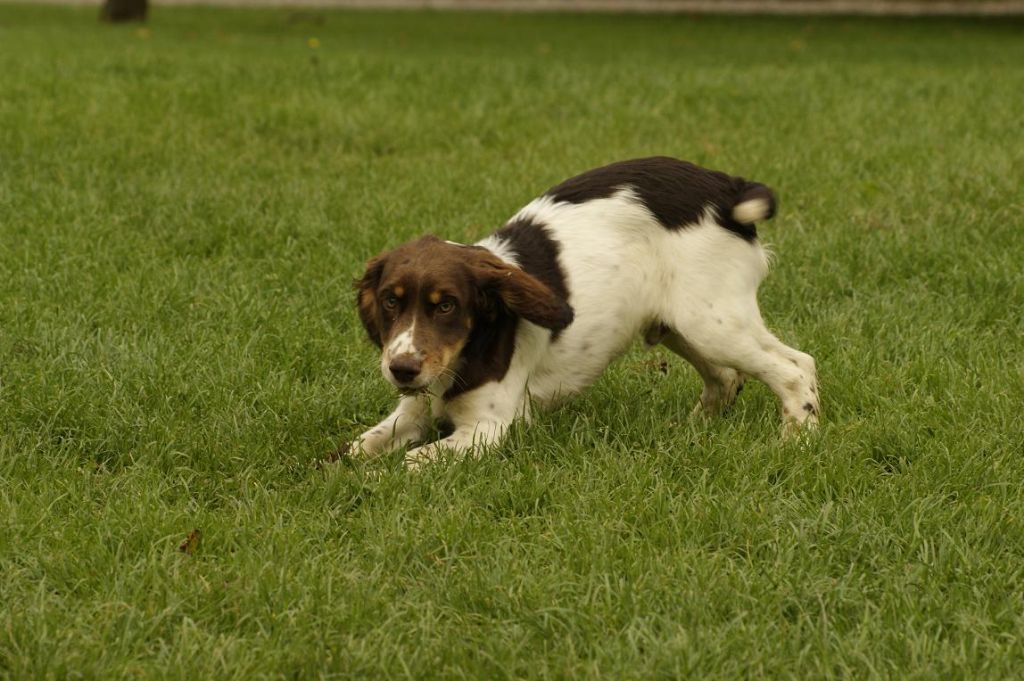 De beaudribos - English Springer Spaniel - Portée née le 03/06/2017