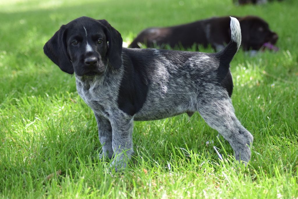 De beaudribos - Chien d'arrêt allemand à poil dur - Portée née le 01/04/2020