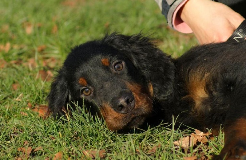 De beaudribos - Setter Gordon - Portée née le 30/08/2015