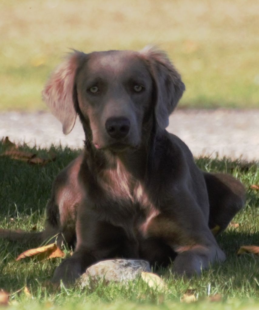 De beaudribos - Chiots disponibles - Braque de Weimar