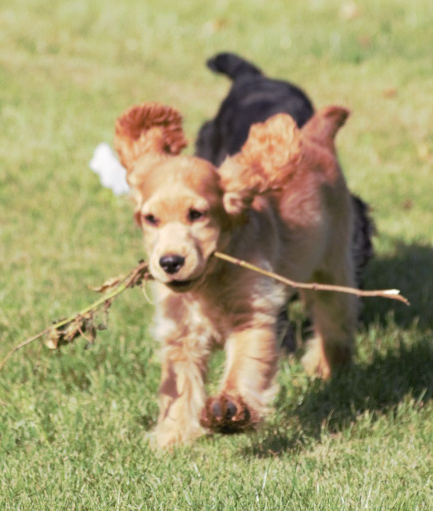 De beaudribos - Chiots disponibles - Cocker Spaniel Anglais