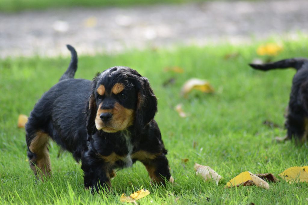 De beaudribos - Cocker Spaniel Anglais - Portée née le 03/07/2024