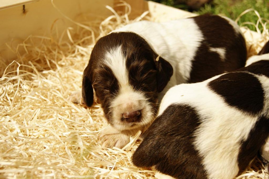 De beaudribos - English Springer Spaniel - Portée née le 12/04/2018