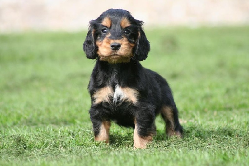 Chiot Cocker Spaniel Anglais De beaudribos