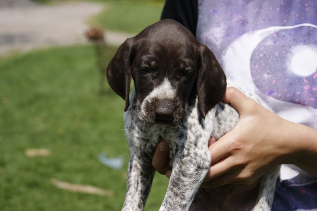 De beaudribos - Braque allemand à poil court - Portée née le 07/05/2018