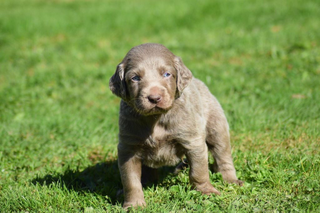 De beaudribos - Chiots disponibles - Braque de Weimar