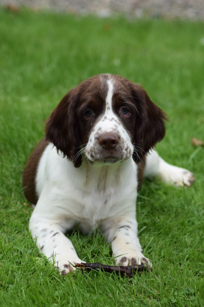 De beaudribos - English Springer Spaniel - Portée née le 01/06/2021