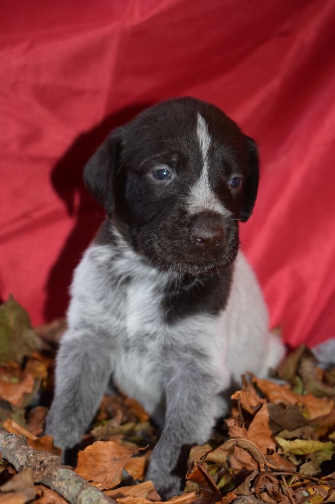 De beaudribos - Chien d'arrêt allemand à poil dur - Portée née le 14/10/2020