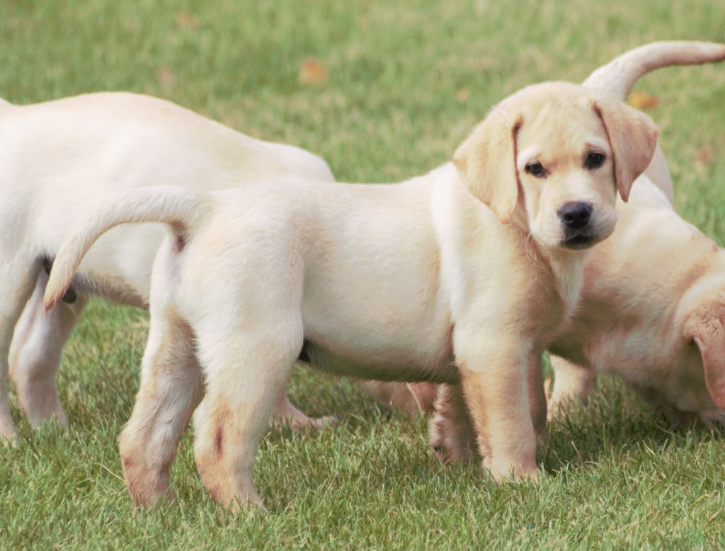 De beaudribos - Chiots disponibles - Labrador Retriever