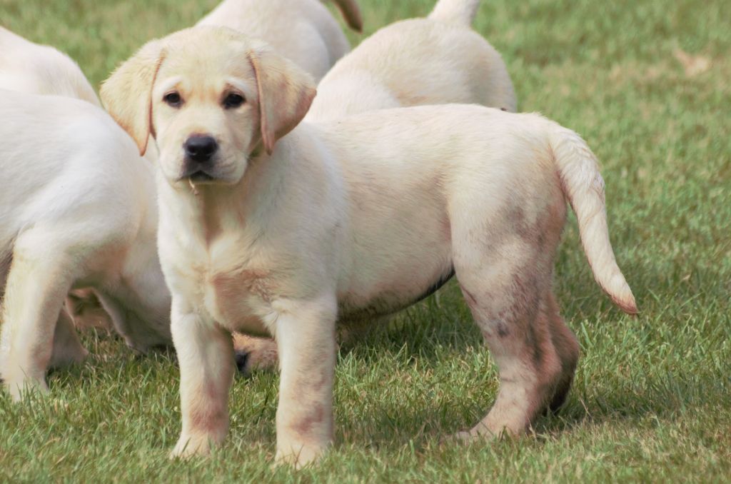De beaudribos - Chiots disponibles - Labrador Retriever