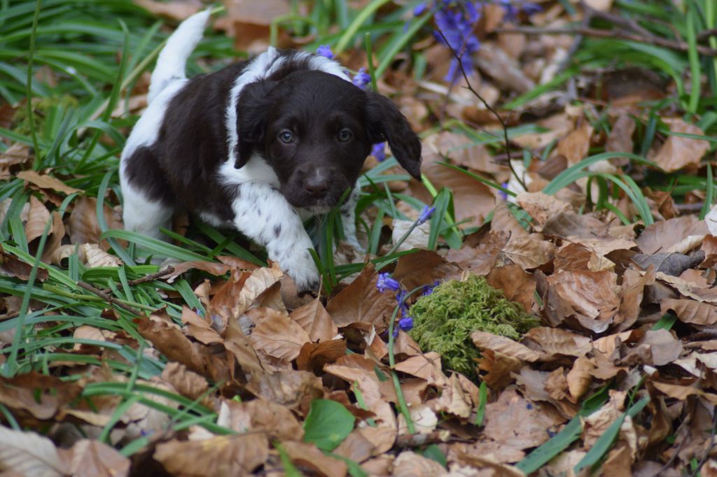 De beaudribos - Chiots disponibles - Petit Epagneul de Münster
