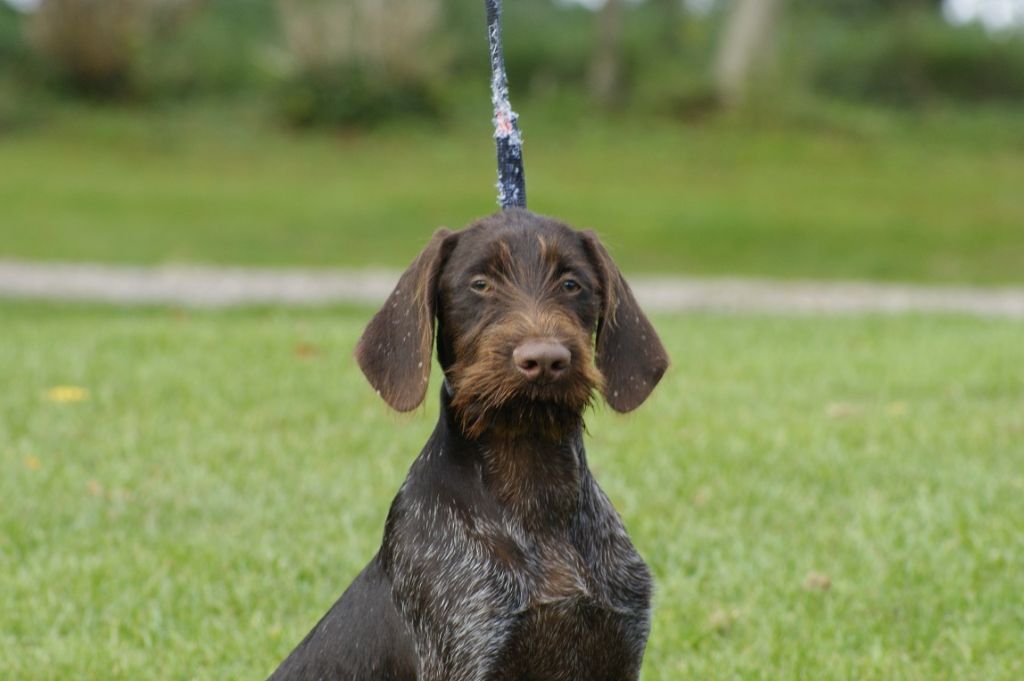 De beaudribos - Chien d'arrêt allemand à poil dur - Portée née le 09/05/2018