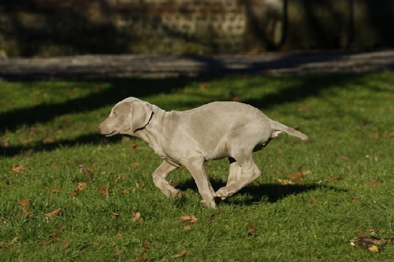 De beaudribos - Braque de Weimar - Portée née le 20/11/2015