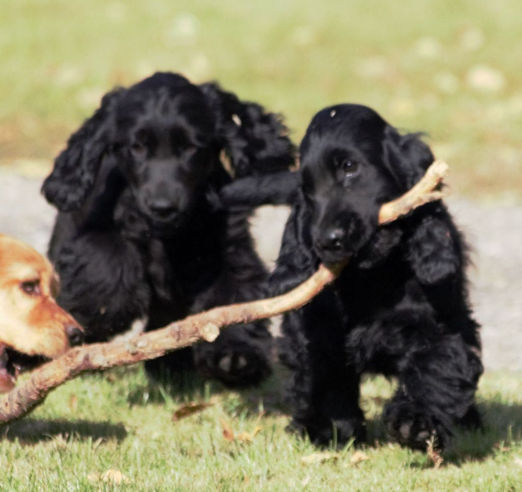 De beaudribos - Chiots disponibles - Cocker Spaniel Anglais