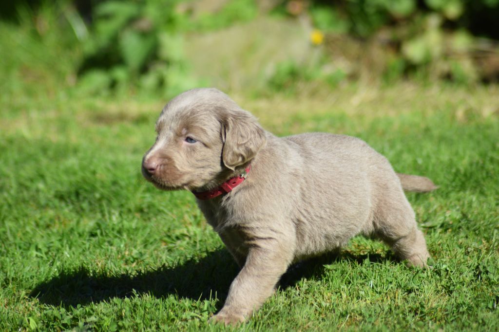 De beaudribos - Chiots disponibles - Braque de Weimar