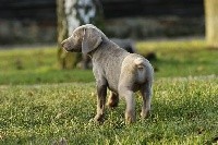 CHIOT