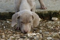 CHIOT