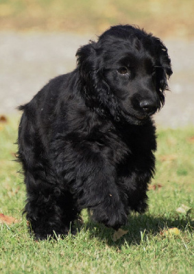 CHIOT 3