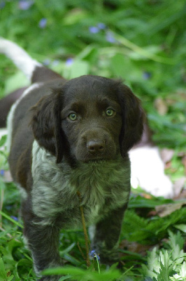CHIOT 4
