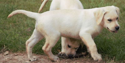 CHIOT 6