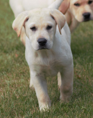 CHIOT 5