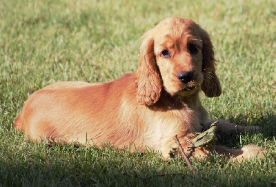 CHIOT 1