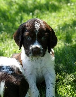 CHIOT
