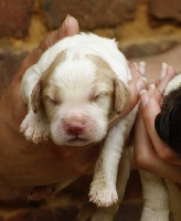CHIOT
