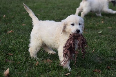 CHIOT