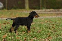 CHIOT