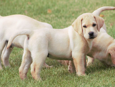 CHIOT 2