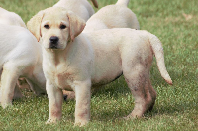 CHIOT 9