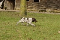 CHIOT