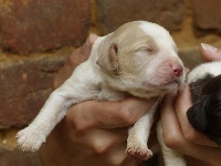 CHIOT