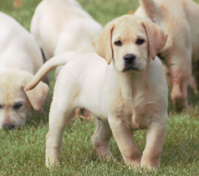 CHIOT 3