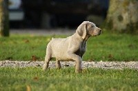 CHIOT