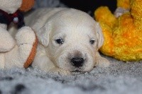 CHIOT
