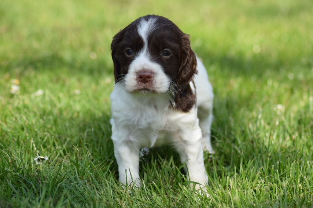 De beaudribos - English Springer Spaniel - Portée née le 06/03/2020