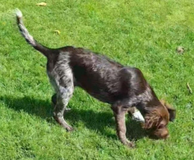 De beaudribos - Chiots disponibles - Petit Epagneul de Münster