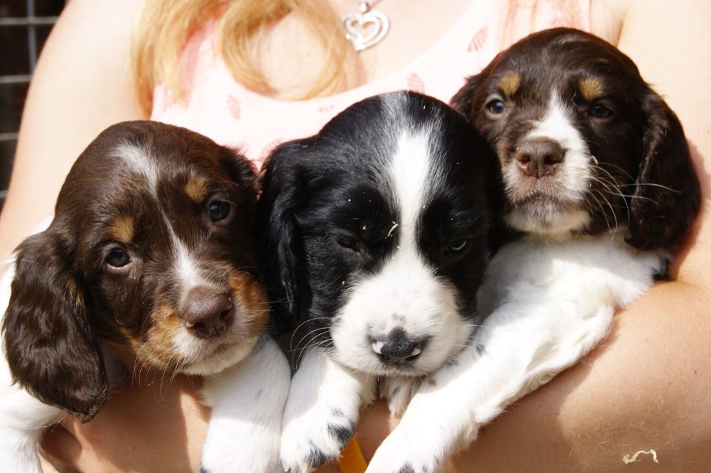 Chiot English Springer Spaniel De beaudribos