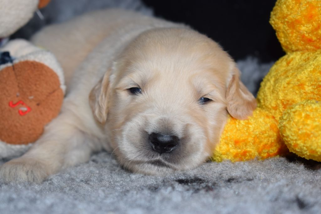 De beaudribos - Golden Retriever - Portée née le 03/10/2020