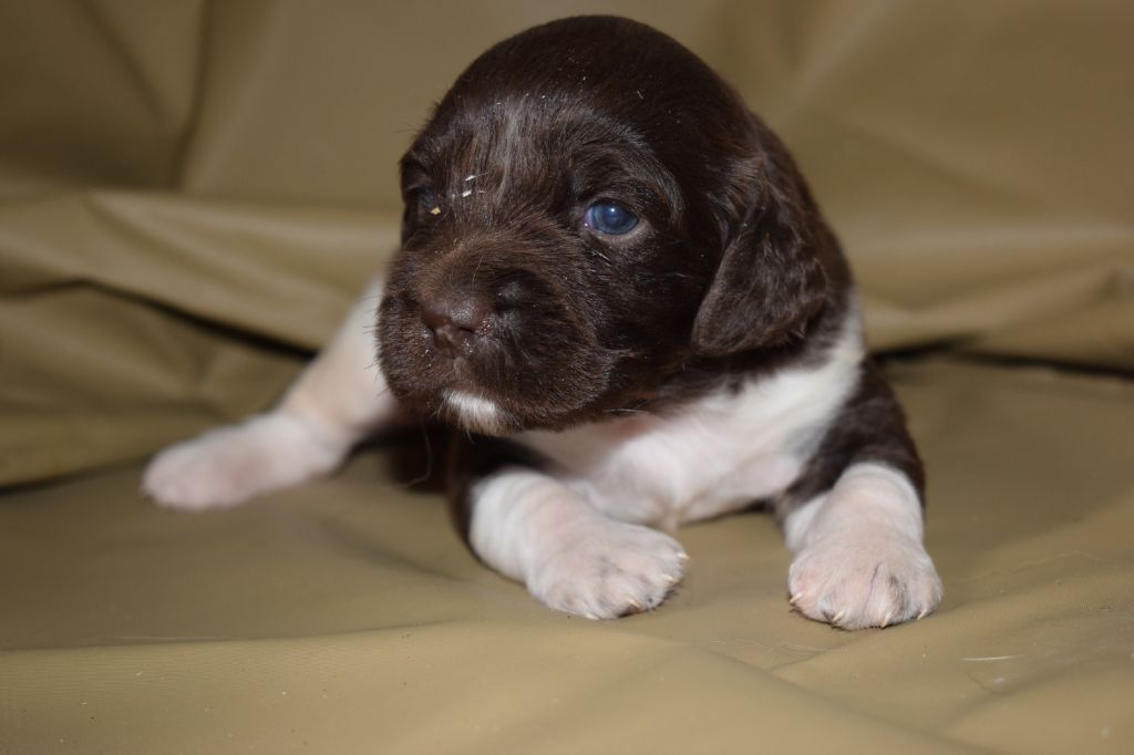 De beaudribos - Petit Epagneul de Münster - Portée née le 10/08/2020