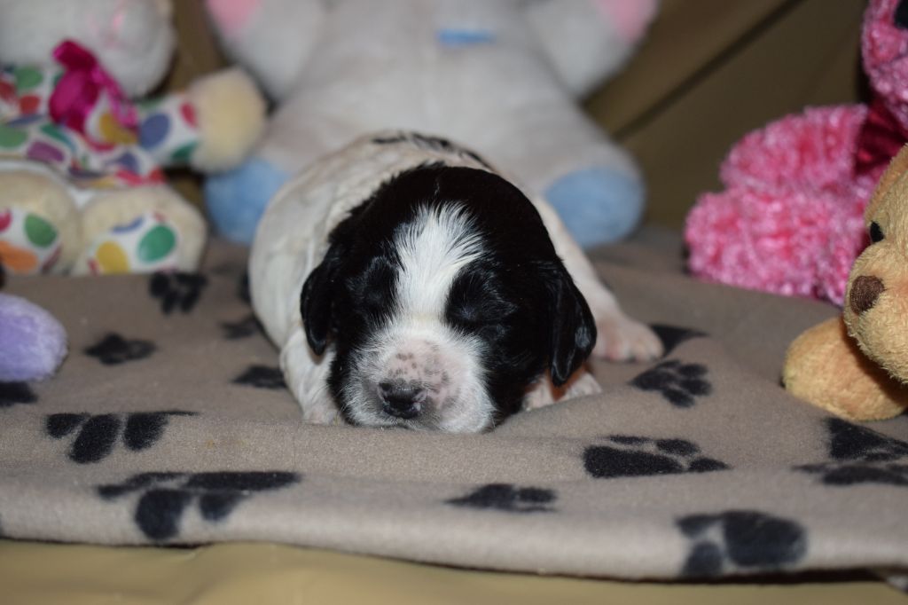 De beaudribos - English Springer Spaniel - Portée née le 08/01/2020