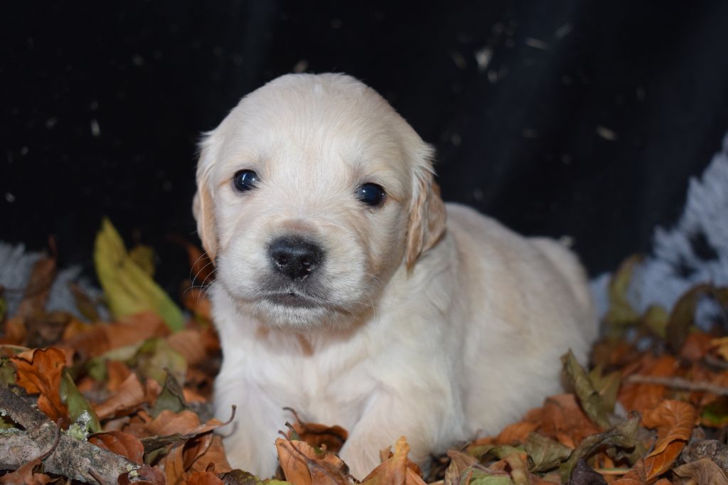 De beaudribos - Golden Retriever - Portée née le 09/10/2020