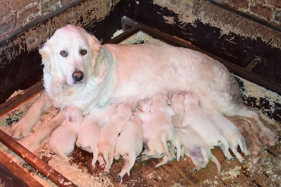 De beaudribos - Golden Retriever - Portée née le 16/03/2019