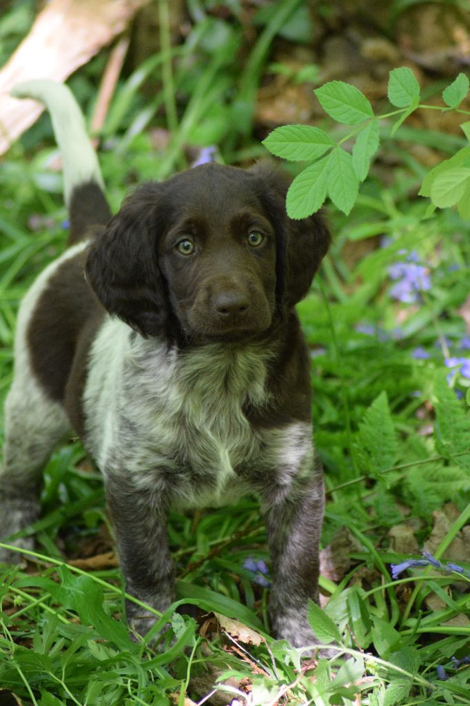 De beaudribos - Chiots disponibles - Petit Epagneul de Münster