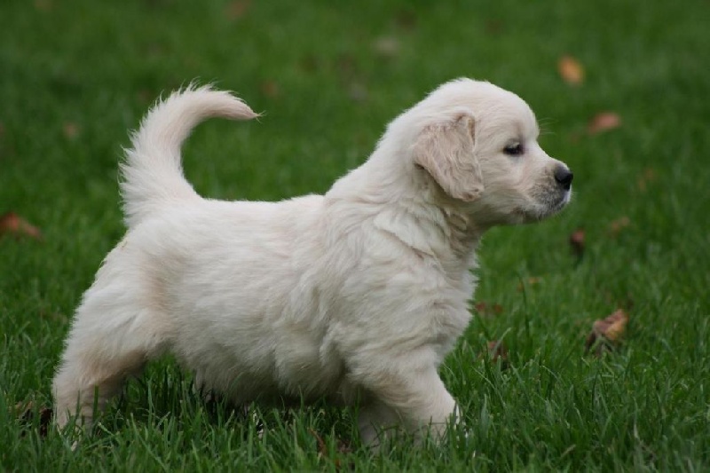 Chiot Golden Retriever De beaudribos