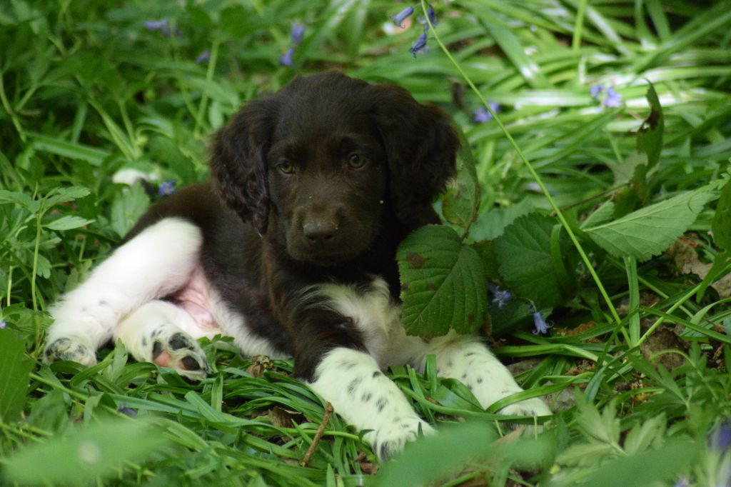 De beaudribos - Chiots disponibles - Petit Epagneul de Münster